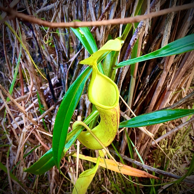 Nepenthes ceciliae photo 4