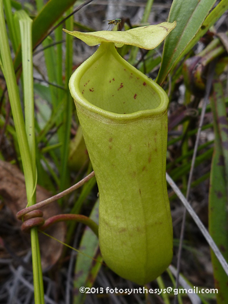 Nepenthes ceciliae photo 5