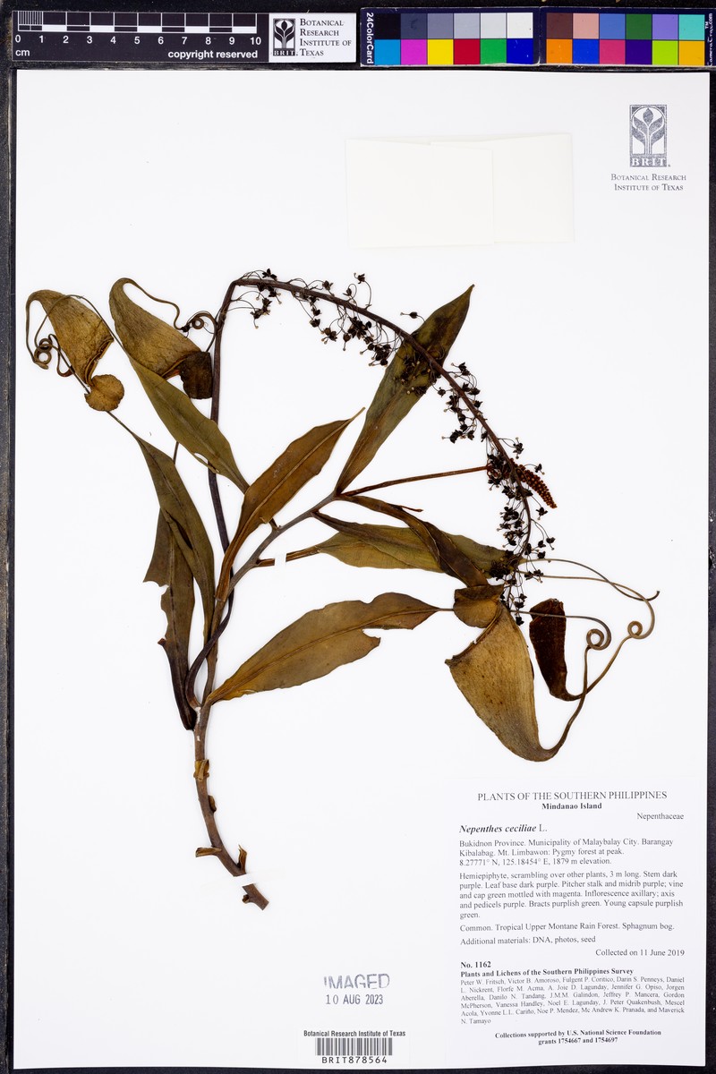 Nepenthes ceciliae photo 6