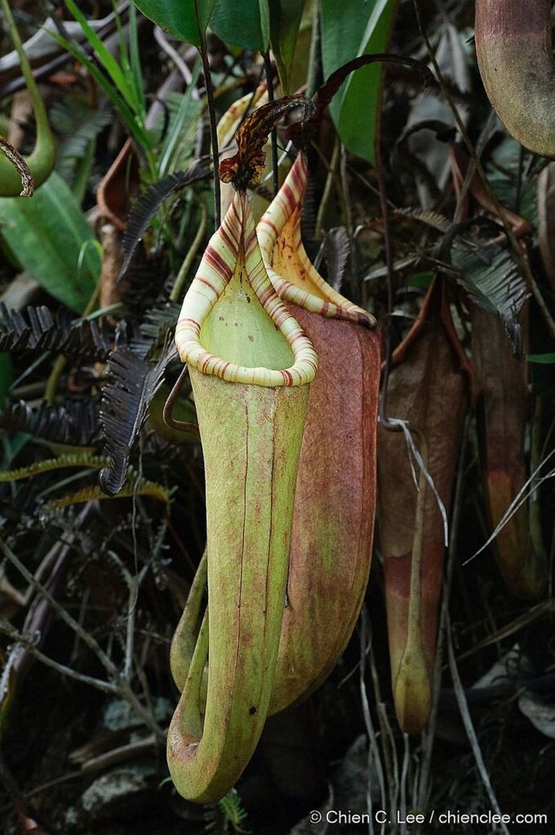 Nepenthes dactylifera