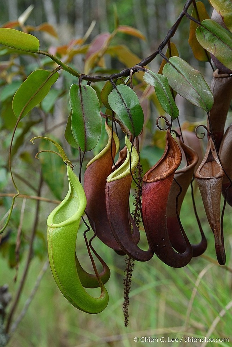 Nepenthes dactylifera photo 2