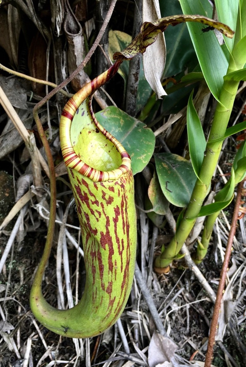 Nepenthes dactylifera photo 3