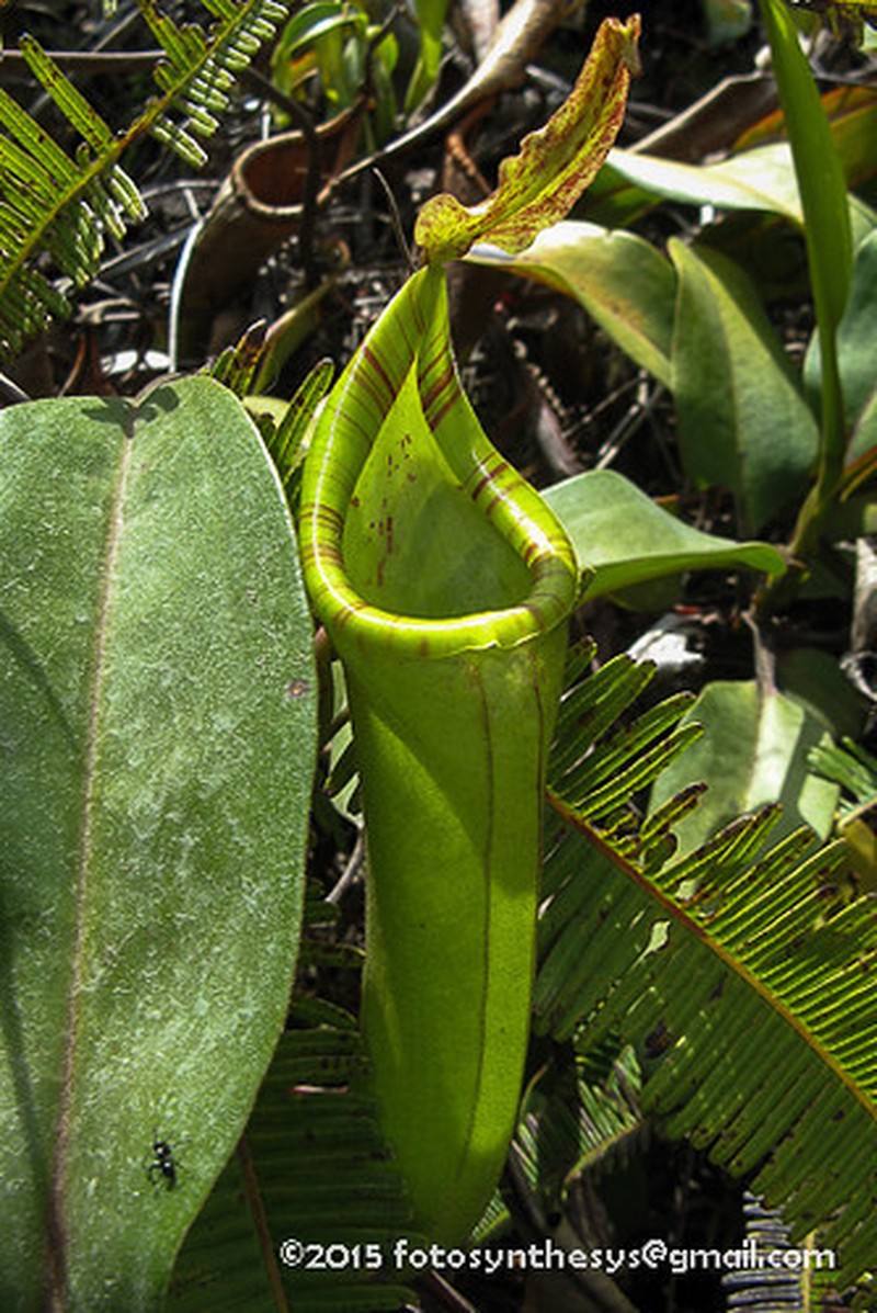 Nepenthes dactylifera photo 4