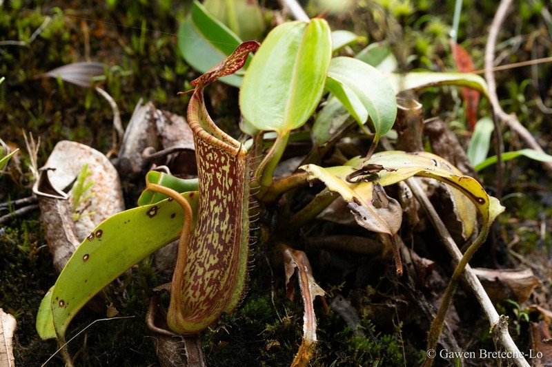 Nepenthes dactylifera photo 5