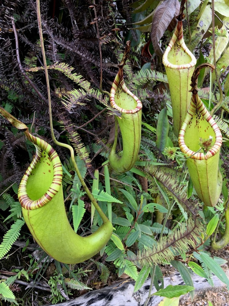 Nepenthes dactylifera photo 6