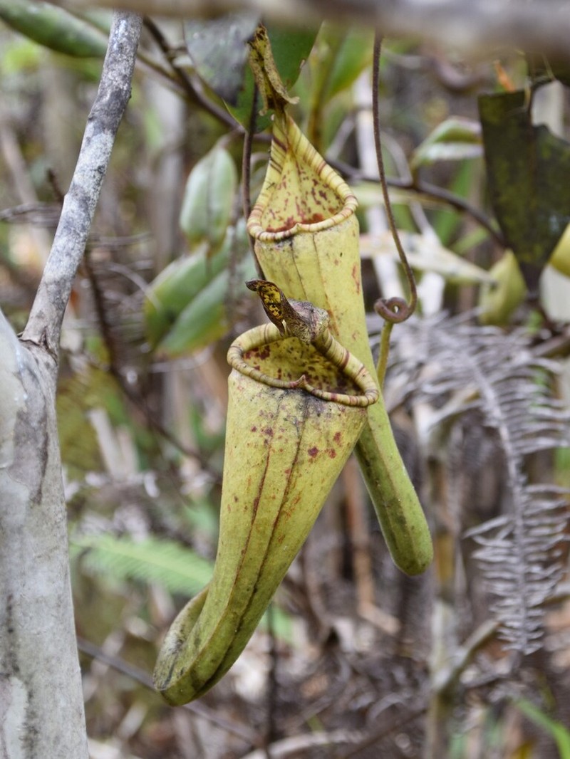 Nepenthes dactylifera photo 7