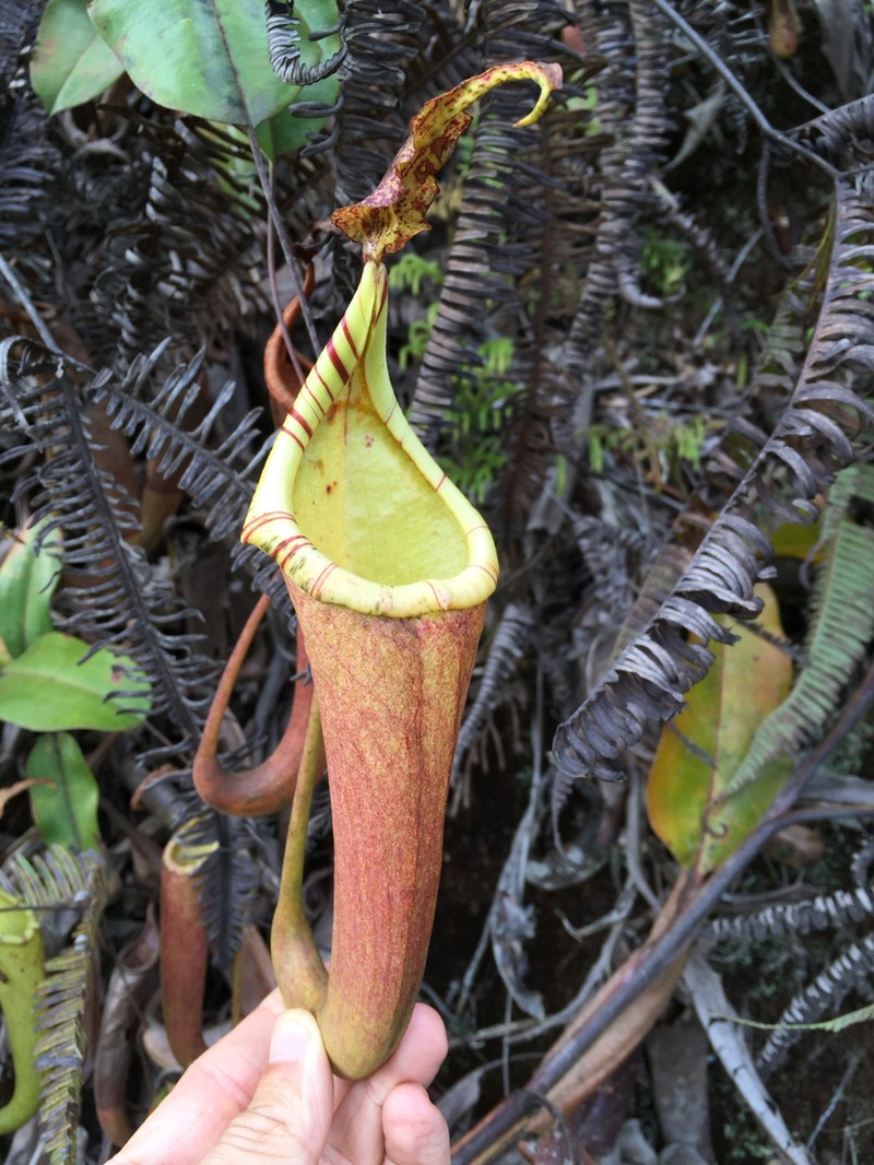 Nepenthes dactylifera photo 8