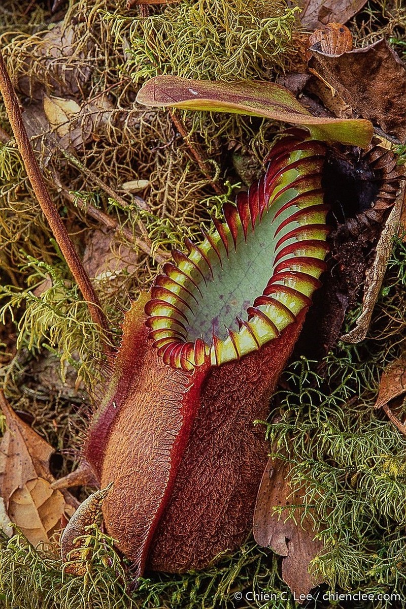 Nepenthes diabolica