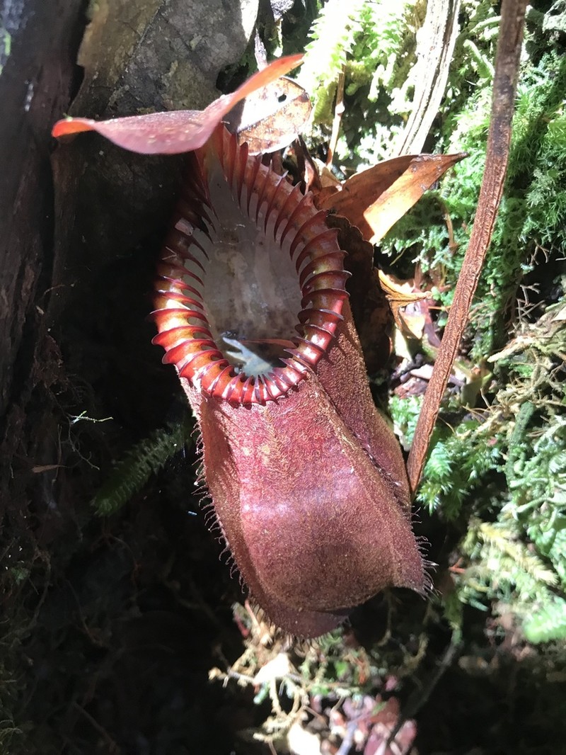 Nepenthes diabolica photo 2