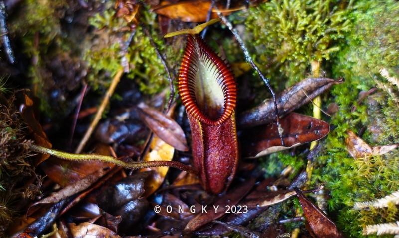 Nepenthes diabolica photo 3