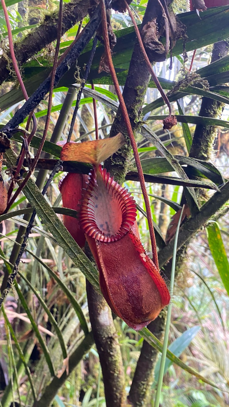 Nepenthes diabolica photo 5