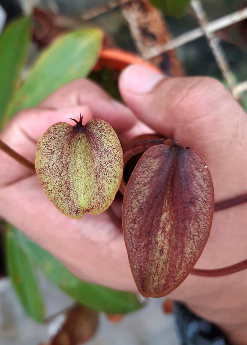 Nepenthes domei