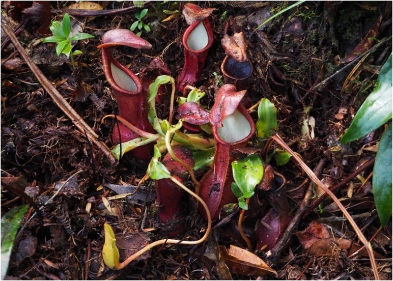 Nepenthes domei photo 2