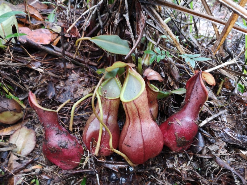 Nepenthes domei photo 3