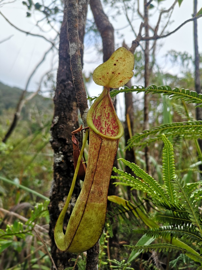 Nepenthes domei photo 4