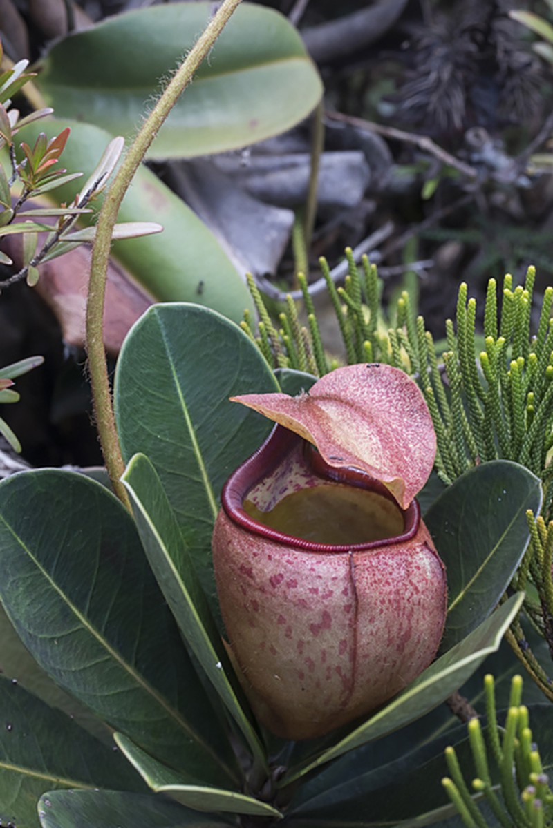 Nepenthes erucoides
