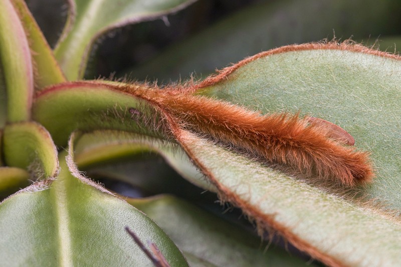 Nepenthes erucoides photo 2
