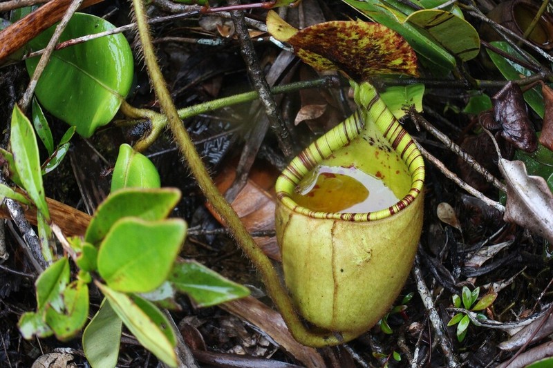 Nepenthes erucoides photo 3