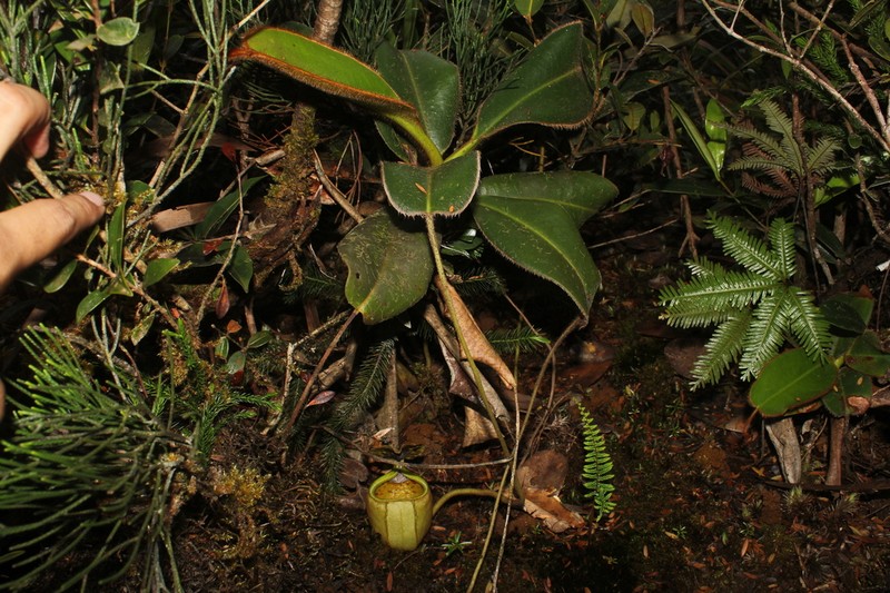 Nepenthes erucoides photo 4