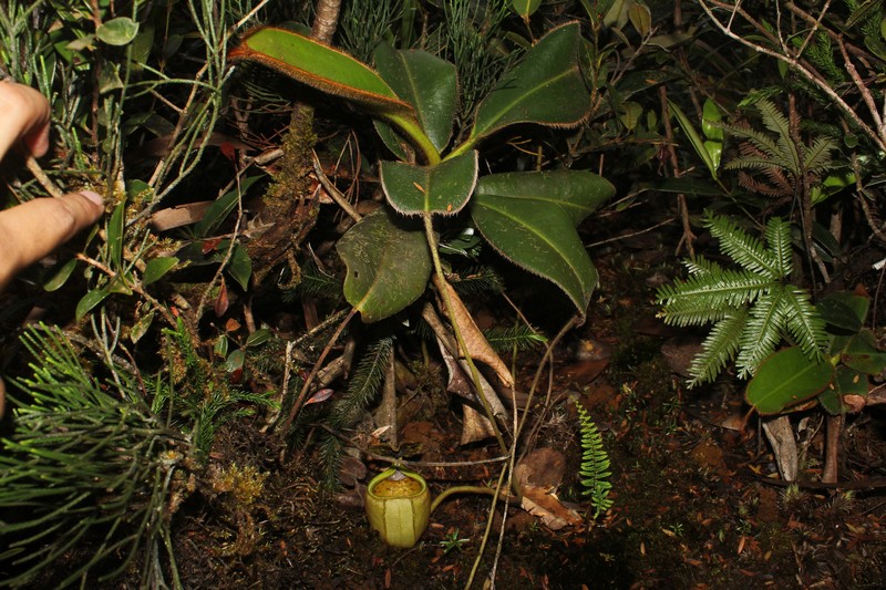 Nepenthes erucoides photo 6