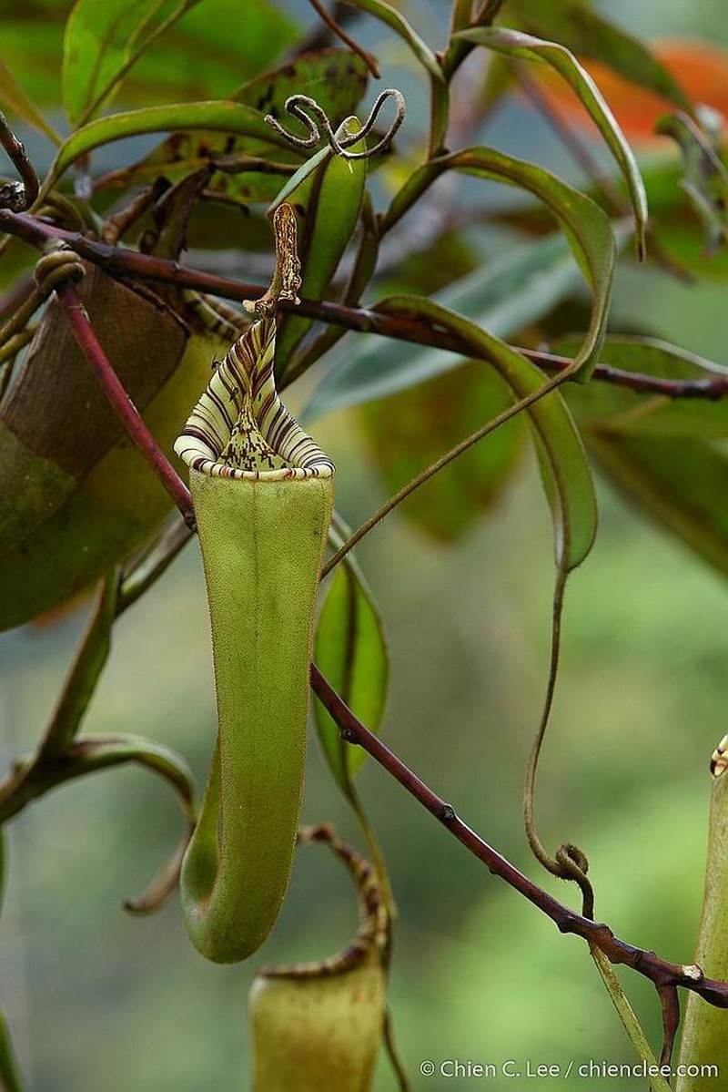 Nepenthes fractiflexa