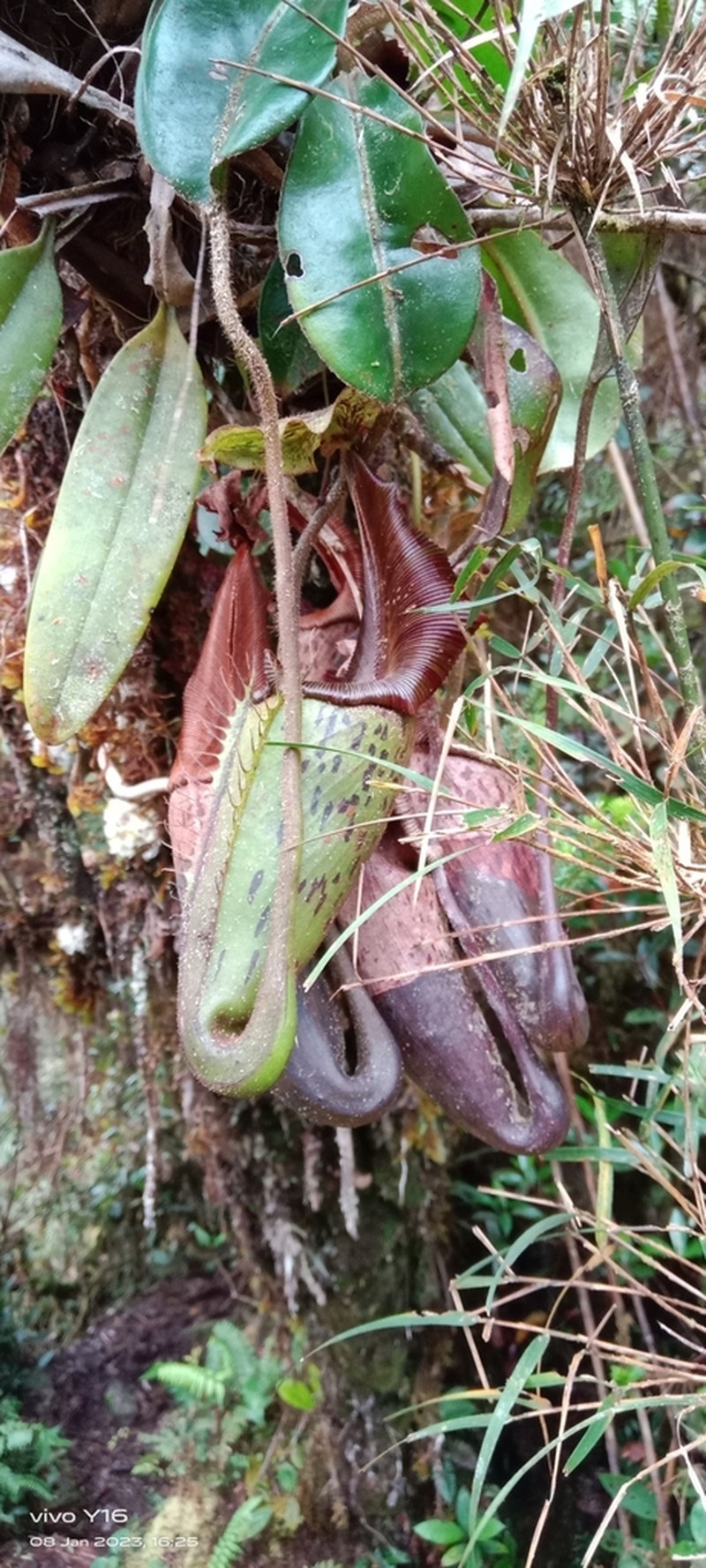 Nepenthes fractiflexa photo 3