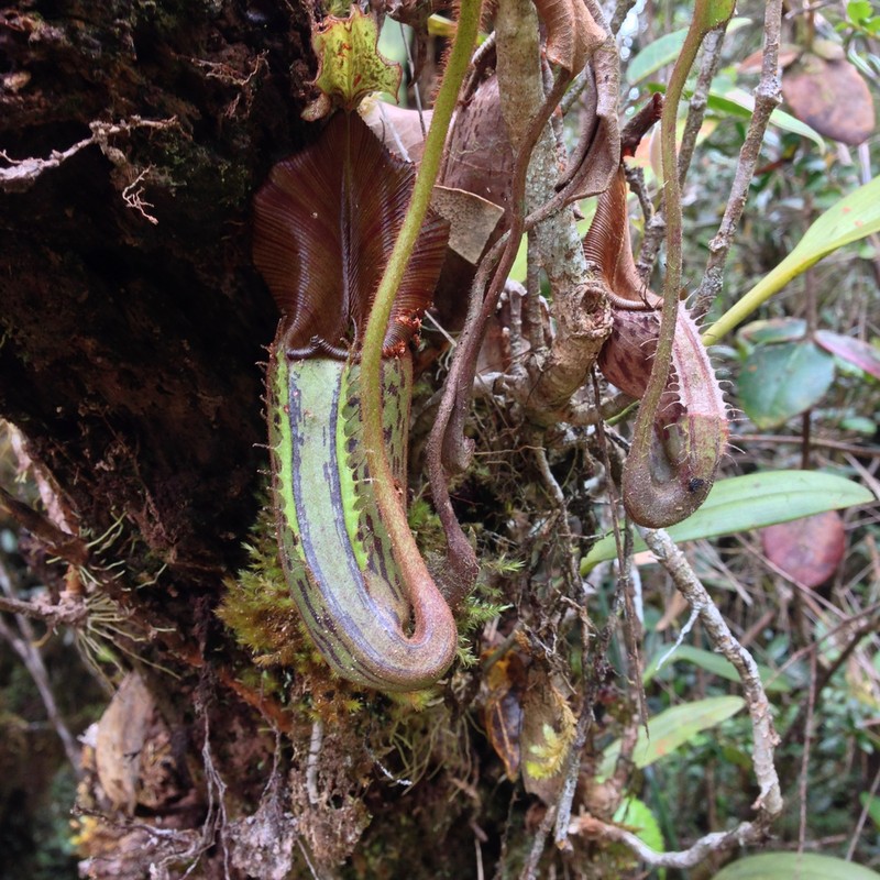 Nepenthes fractiflexa photo 4