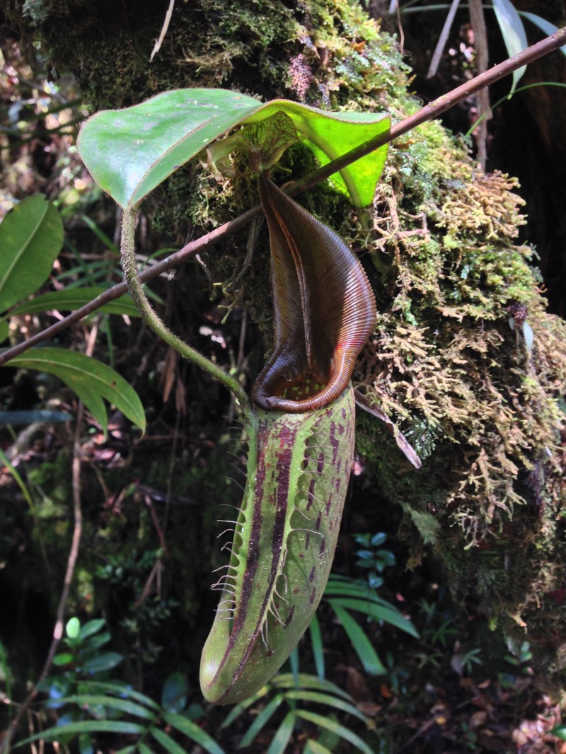 Nepenthes fractiflexa photo 6
