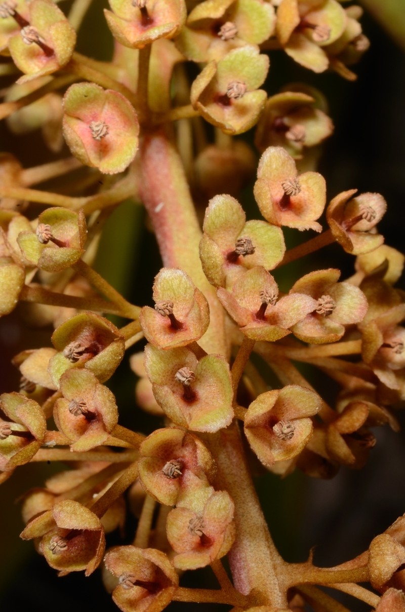 Nepenthes halmahera