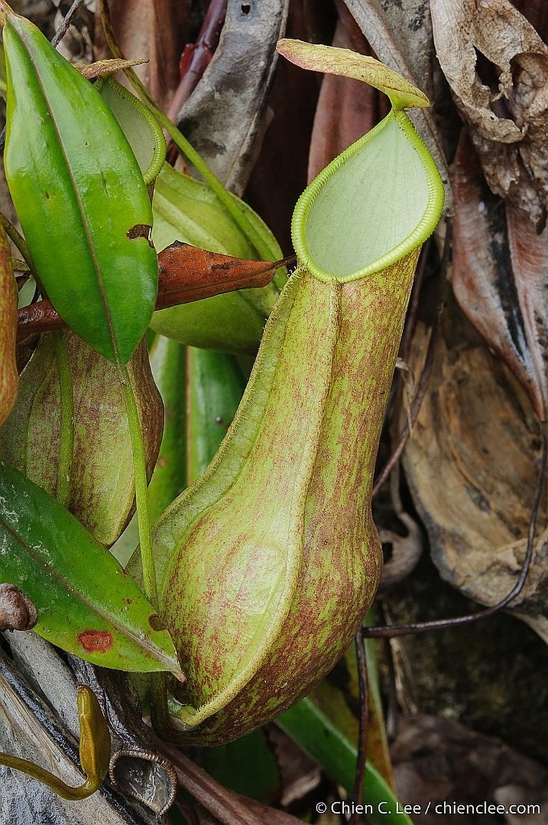 Nepenthes halmahera photo 2