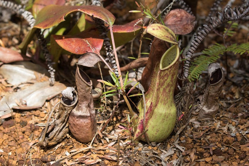 Nepenthes halmahera photo 3