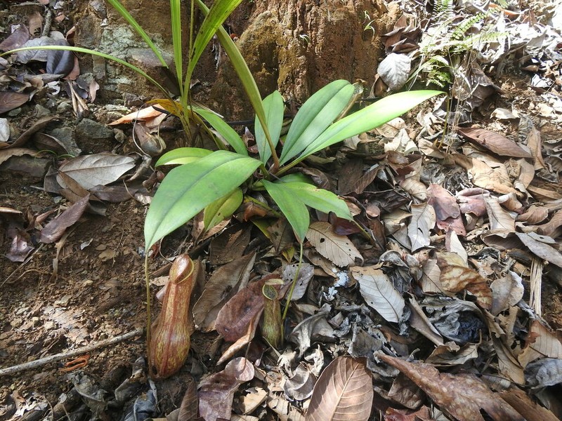 Nepenthes halmahera photo 4