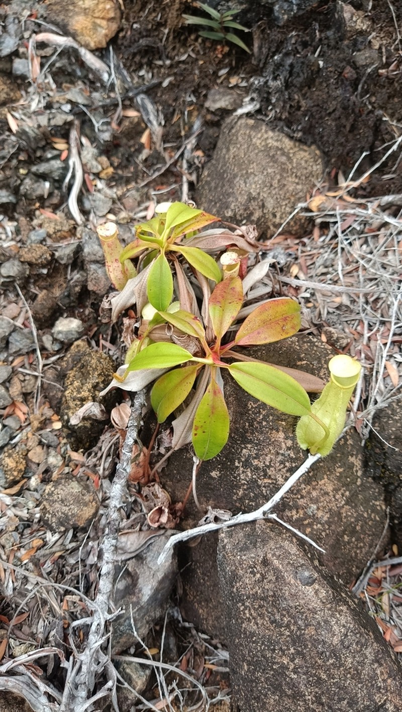 Nepenthes halmahera photo 5