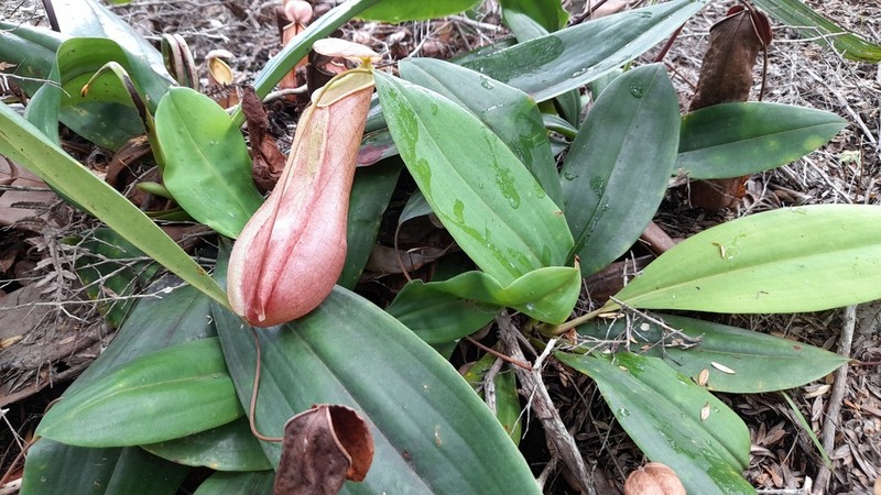 Nepenthes halmahera photo 7