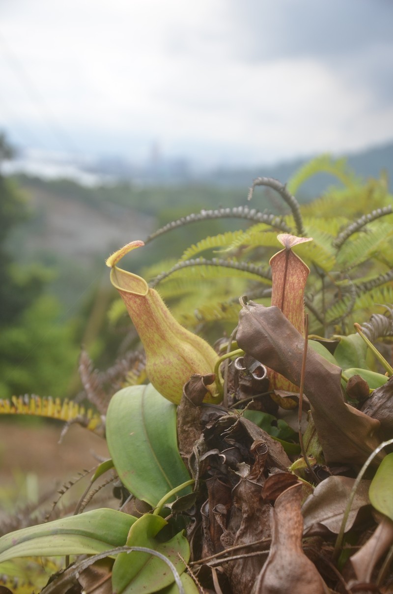 Nepenthes halmahera photo 8