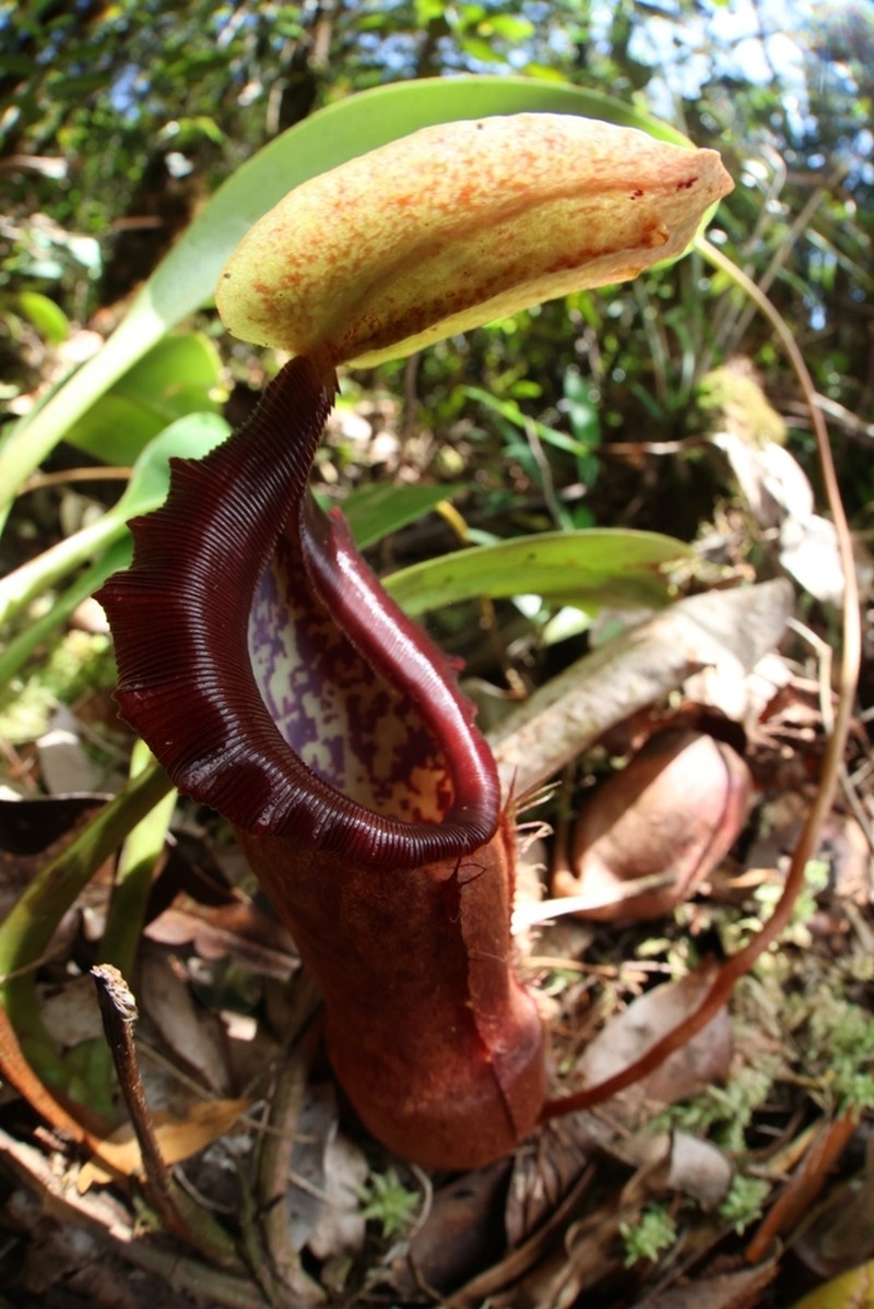 Nepenthes harauensis