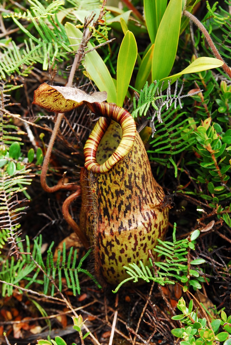 Nepenthes justinae photo 2