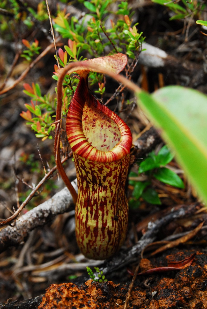 Nepenthes justinae photo 3