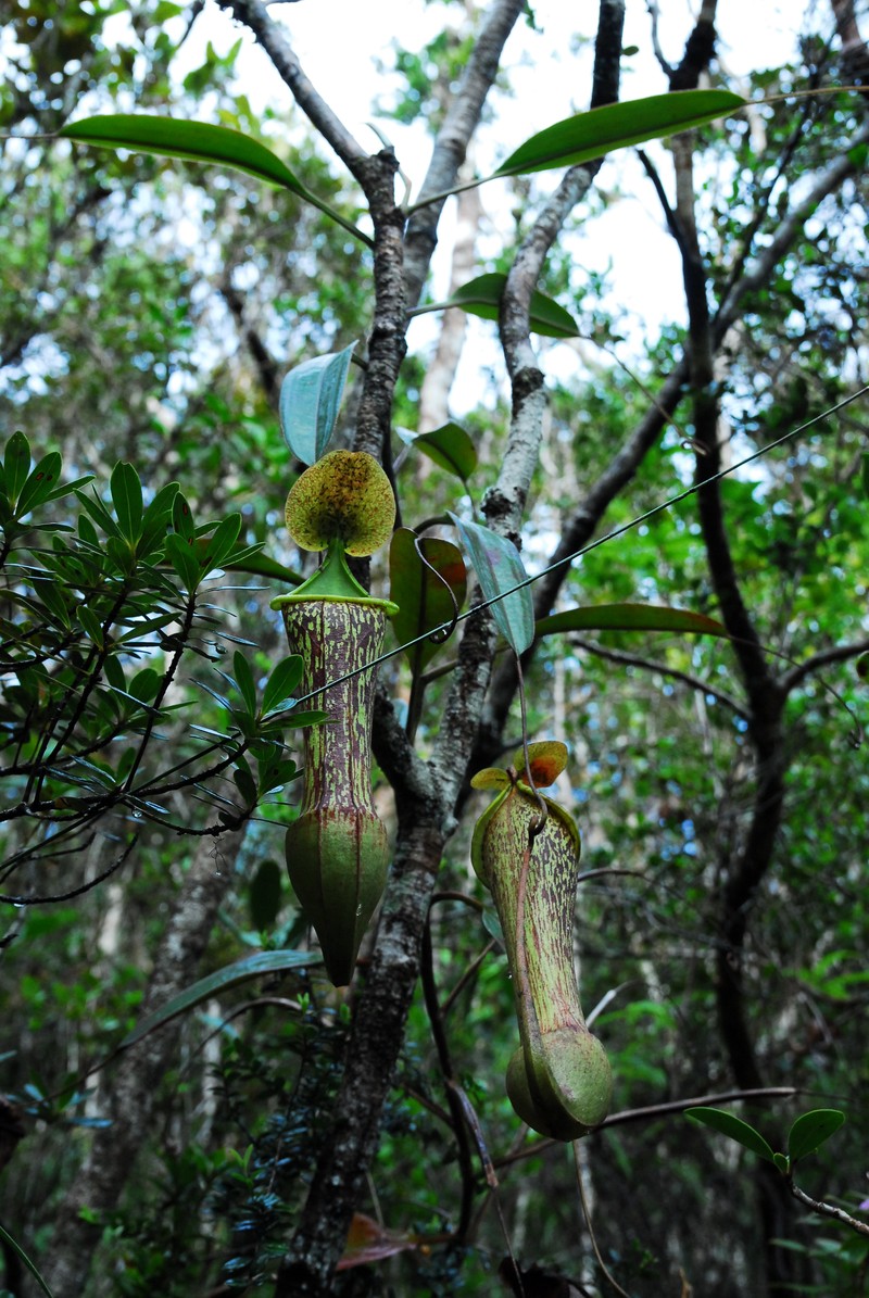 Nepenthes justinae photo 4