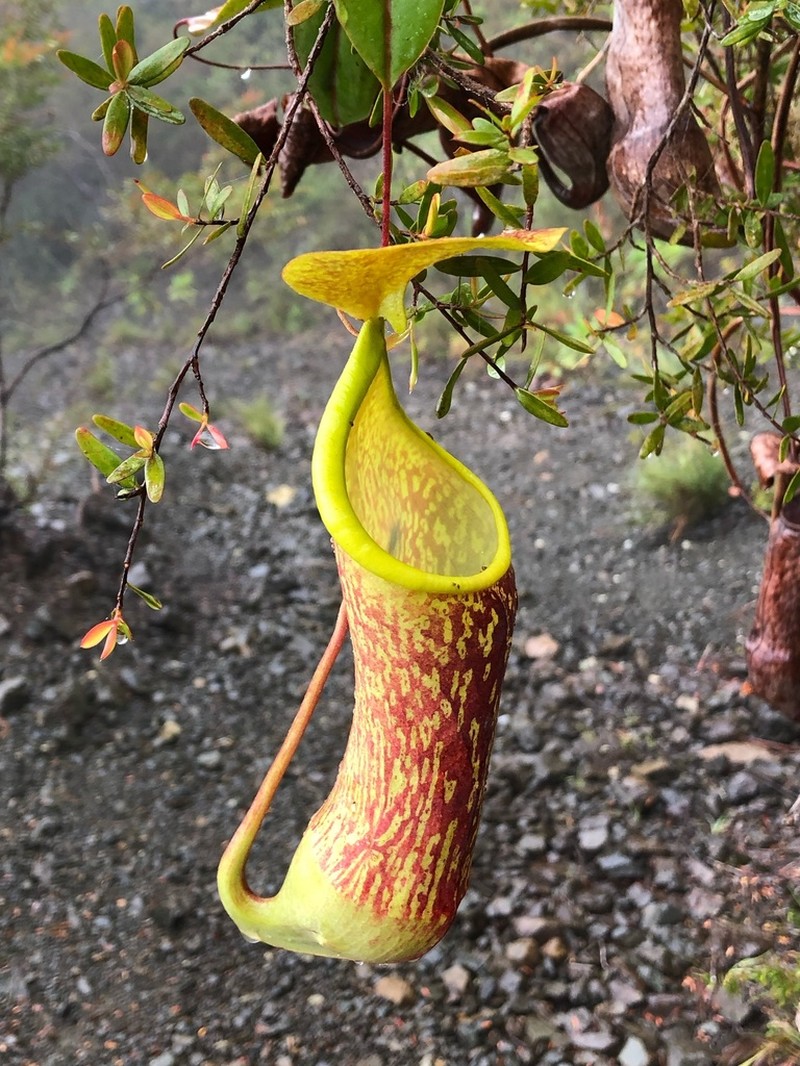 Nepenthes justinae photo 5