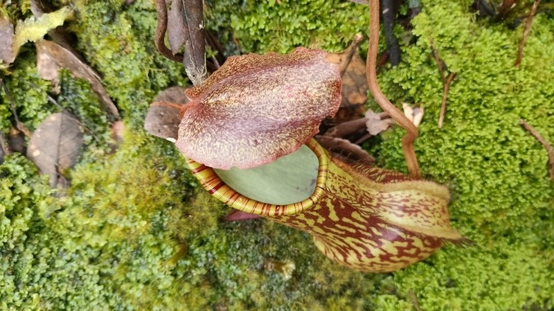Nepenthes justinae photo 6