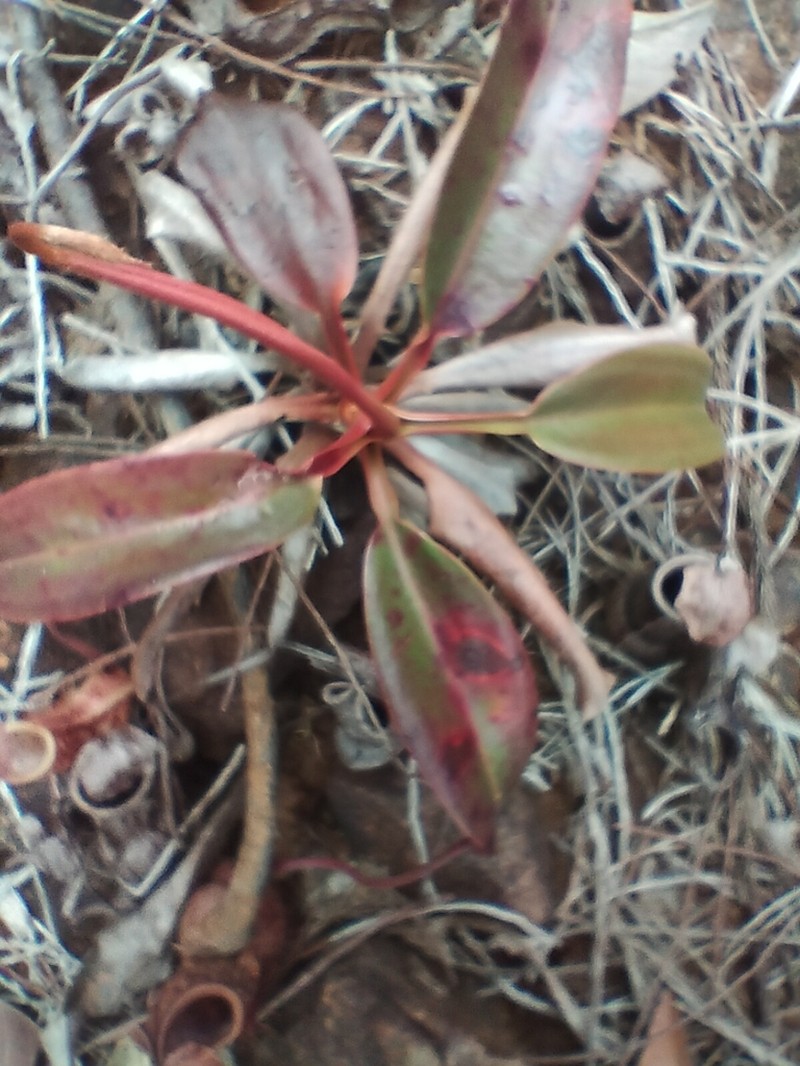 Nepenthes justinae photo 7