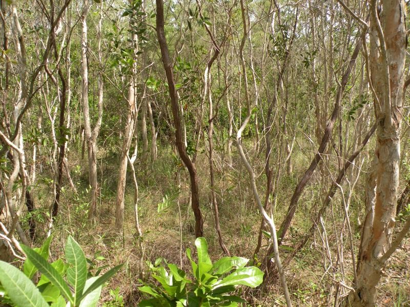 Nepenthes kongkandana photo 2