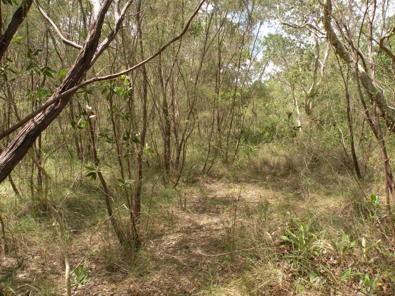 Nepenthes kongkandana photo 3