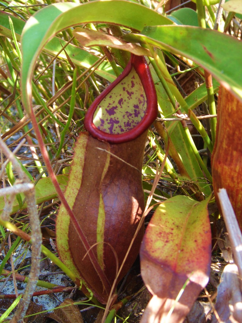 Nepenthes kongkandana photo 4