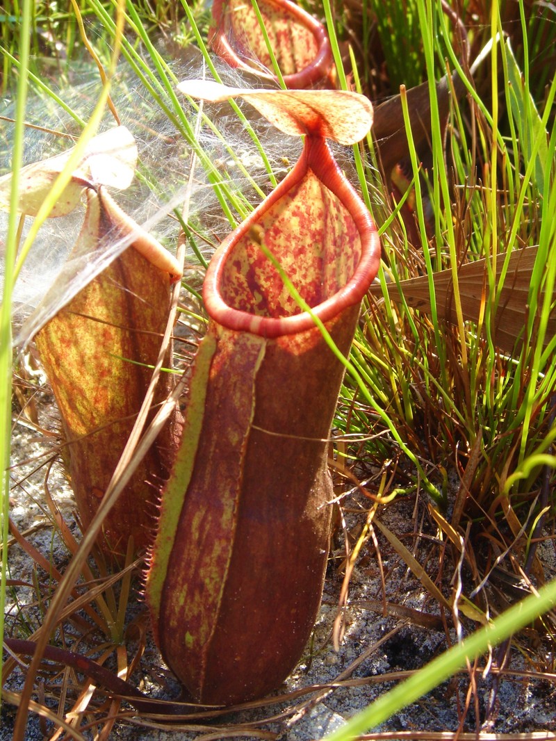 Nepenthes kongkandana photo 5
