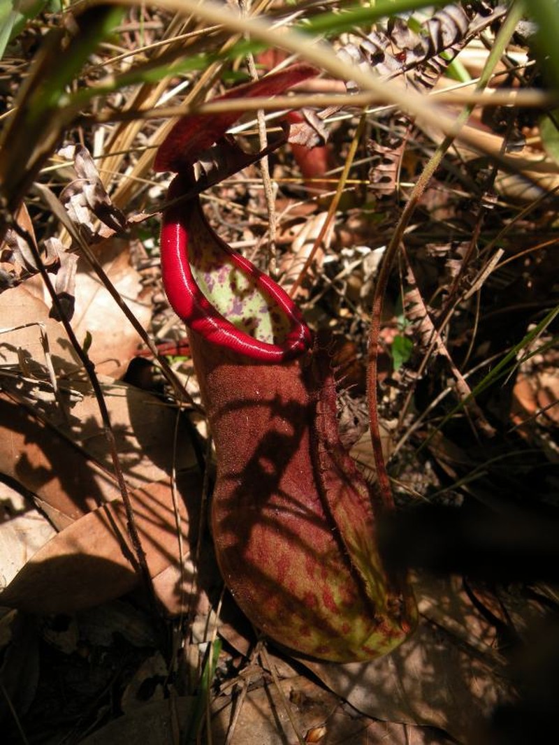 Nepenthes kongkandana photo 6