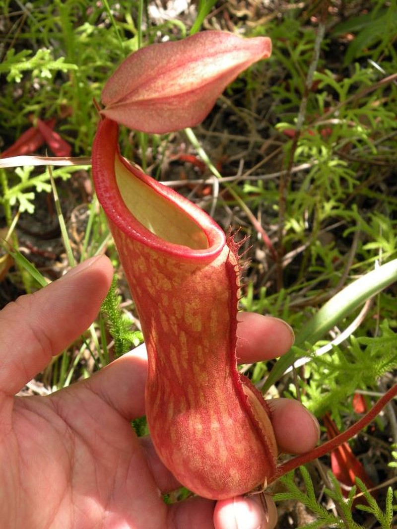 Nepenthes kongkandana photo 7