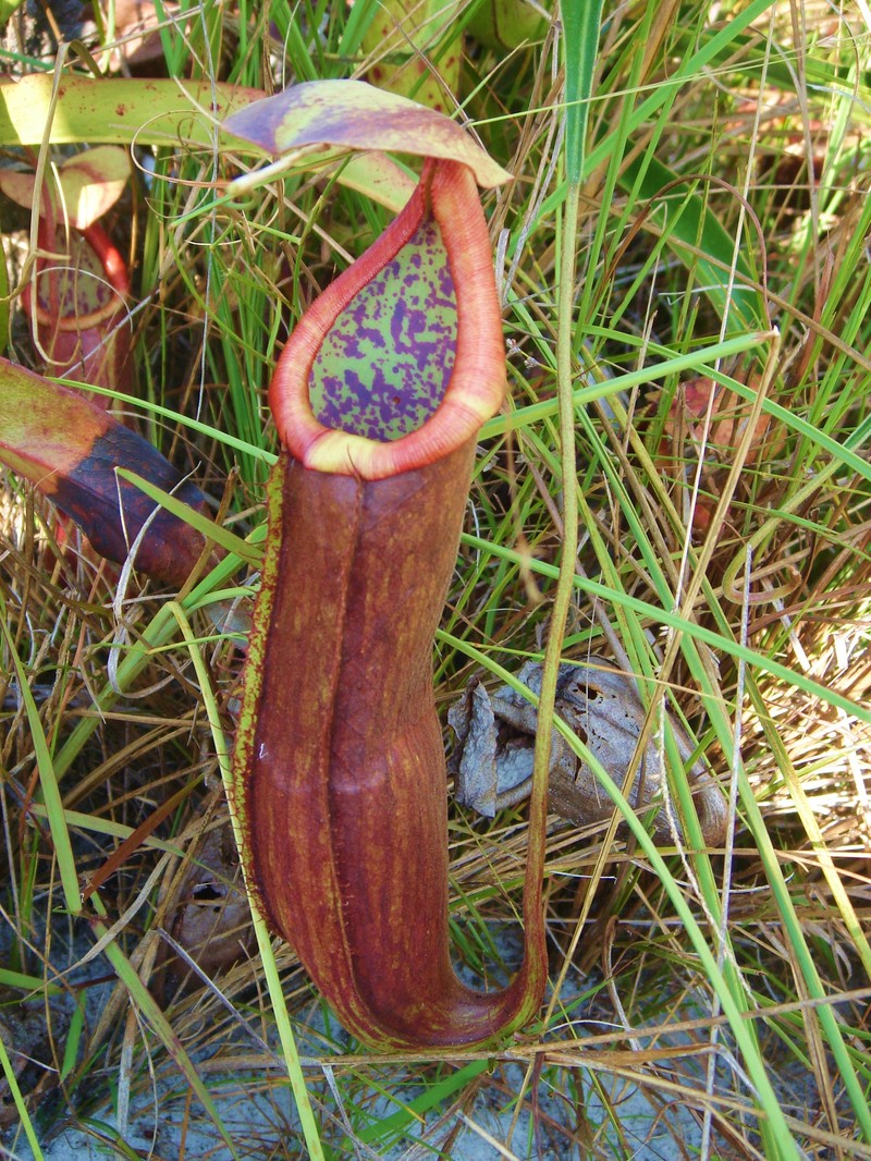 Nepenthes kongkandana photo 8