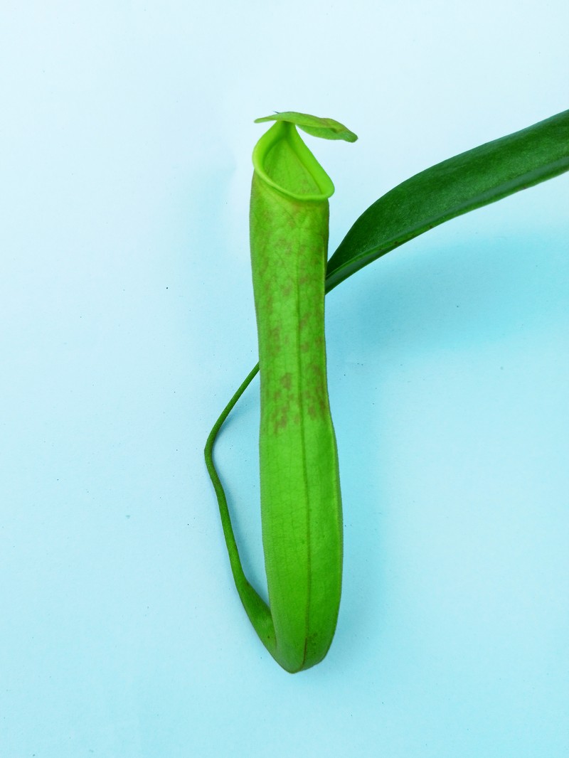 Nepenthes krabiensis